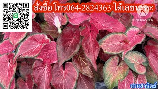 Ep.1291❤️บอนสีสวยๆ มาแล้ว ชมเพลินหลากหลายพันธฺุ์☎️โทร 064-2824363