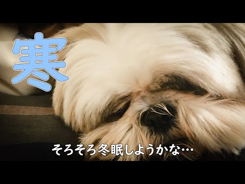 【シーズー】しおまめはなちゃん地方にも寒さ到来！寒くてもモフモフで元気に笑顔で過ごしましょ#寒い冬#モフモフ#ローカルフード