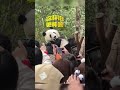和叶 | 欢迎&ldquo;新晋顶流&rdquo;和叶弟弟!#大熊猫和叶