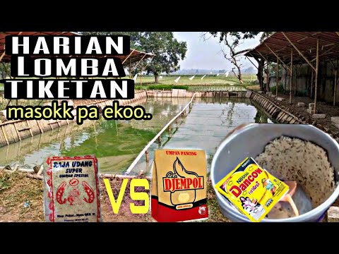 Racikan umpan ikan mas djempol amis vs raja udang yang jarang dipakai