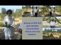 Guava orchid will give double income then whet and rice rotation
