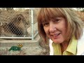 A day in the life of our rescued lions
