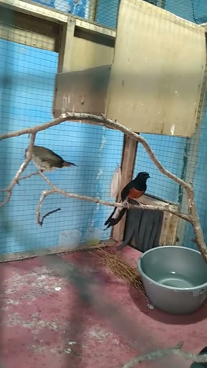 @. LUARBIASA TRUCUKAN MANDI DI DEPAN MURAI BAHOROK SUPER EKOR PANJANG FIGHTER. #shorts