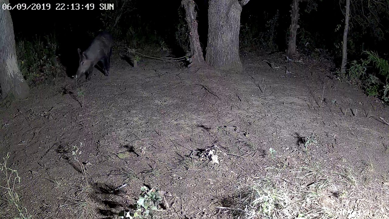Wild Hog On Camera 6-09-19 (Feeder 2) - YouTube