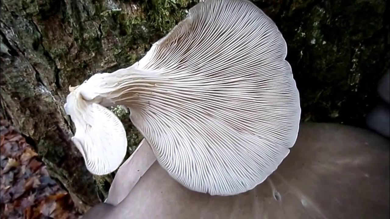 Oyster Mushrooms and Spore Prints Nature Insights YouTube