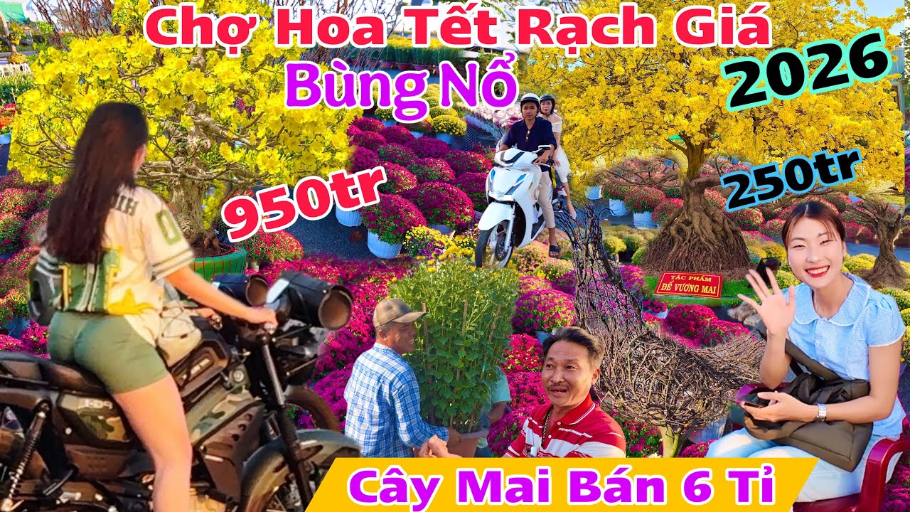 Chợ hoa Tết Rạch Giá Kiên Giang 2026 BÙNG NỔ ,giá mai giống cầm tay bán 5,6 tỉ hoa lên bán không kịp