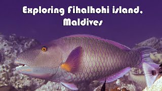 Snorkeling Paradise In 4K Uhd Exploring Fihalhohi Island, Maldives