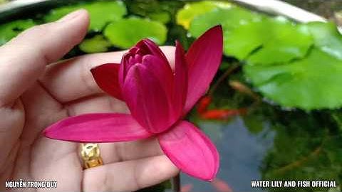 TOÀN CẢNH NGÀY VÀ ĐÊM CỦA HỒ XI MĂNG NUÔI CÁ VÀNG BA ĐUÔI TRỒNG HOA SÚNG NGÀY 15-16