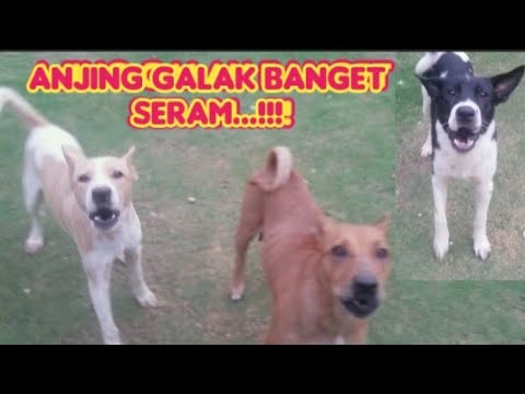 ANJING GALAK BANGET SERAM...!