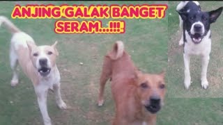 ANJING GALAK BANGET SERAM...!