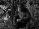 Come si chiamava Tarzan?