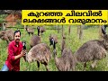 EMU FARM | EMU FARMING  IN KERALA