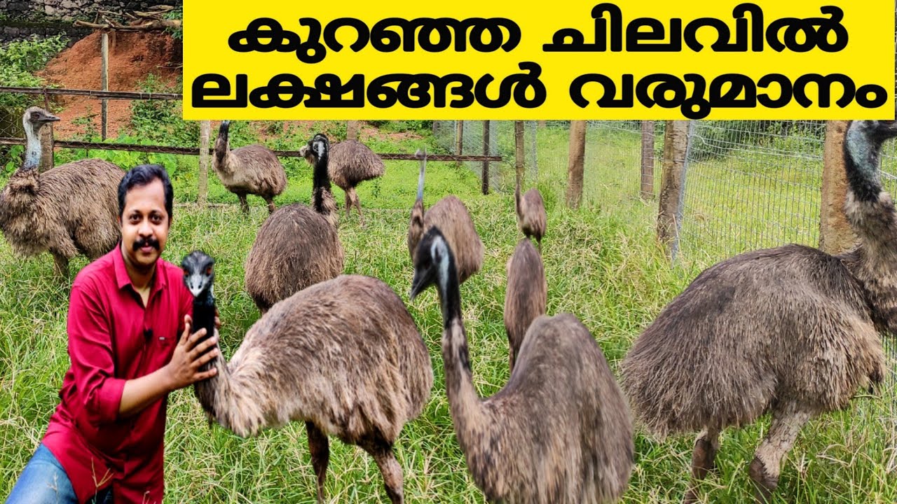 EMU FARM | EMU FARMING  IN KERALA | Emu Farm in Kerala