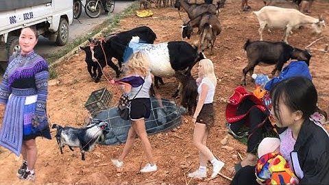 Chợ Phiên Miền Núi Cốc Ly/ Bán Rất Nhiều Dê Và Lợn Đen La Liệt | người vùng cao tv,