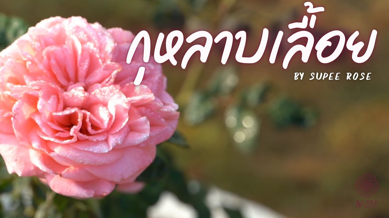 กุหลาบเลื้อย