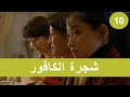 شجرة الكافور 10   
