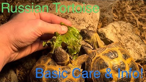 Russian Tortoise Basic Care Info + Feeding!