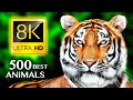 The 500 most beautiful animals 8k ultra