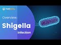 Shigella Causes Symptoms Treatment Prevention Shigella Causes Symptoms Treatment Prevention