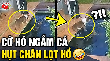 Tin 3 Phút Hài | Tổng hợp tình huống 