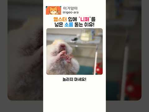 햄스터 입에 '니퍼'를 넣은 소름 돋는 이유! thumbnail