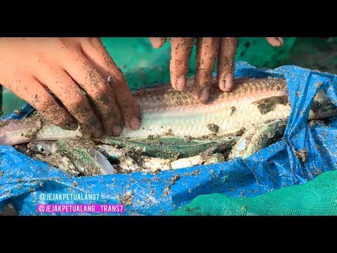 Menjaring Ikan dan Mengolahnya Jadi Ikan Base Rajang | JEJAK PETUALANG ...
