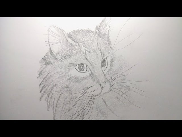 How to draw a realistic CAT with PENCIL step by step super easy - thptnganamst.edu.vn