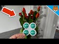 Throw ASPIRIN in your FLOWERS and WATCH WHAT HAPPENS💥(Genius)🤯
