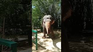     daladamaligawa templeofthetooth tusker elephant elephantlove viral