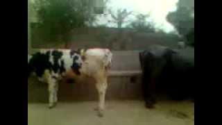 dairy farming in pakistan