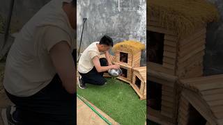 🐔✨ Cozy Wooden Chicken Coop Tour | Perfect Egg Laying Setup 🥚🏡 #chicken #pets #shorts