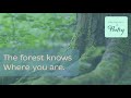 Mindfulness & Poetry - Lost by David Wagoner