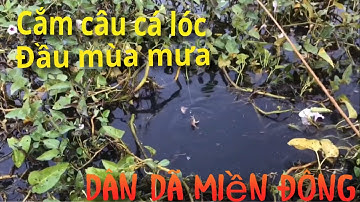 Đầu mùa mưa, cắm câu cá lóc quá đã ( Dân Dã Miền Đông)