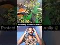 உங்க வீட்டு செடிகளில் பூச்சி அடிச்சு விட்டதா உடனே இதை செய்யுங்கள் 🪴 #reationdheena #plants #shorts