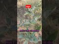 Datura(Datura metel,Datura stramonium) धतूरा