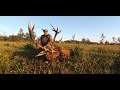 Rykowisko 2019 Red Stag Hunting