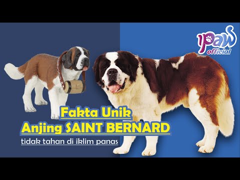 Video: Adakah beethoven anjing itu masih hidup?