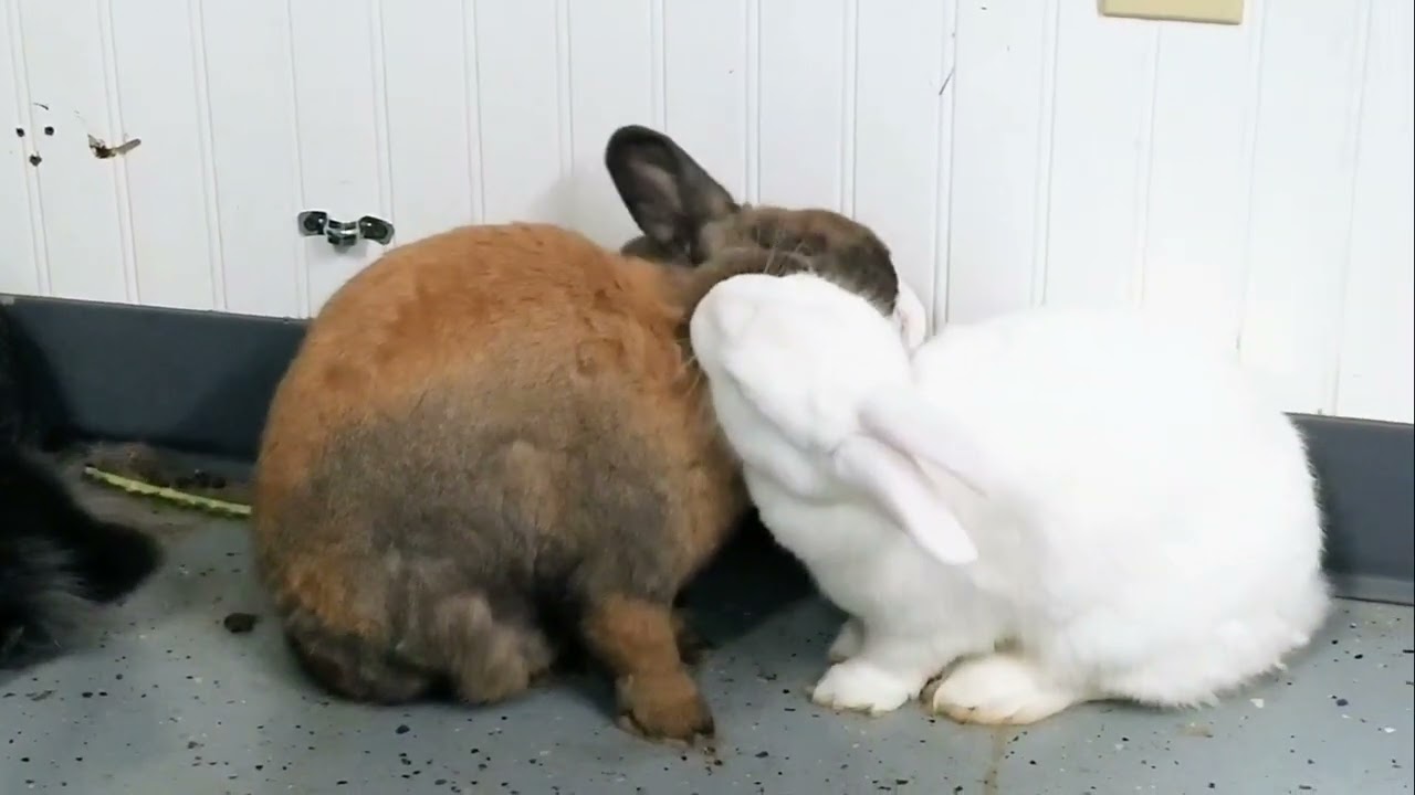 Bunnies kissing 🥰