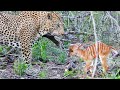 Baby Buck Headbutts Leopard Persistently To Try Escape
