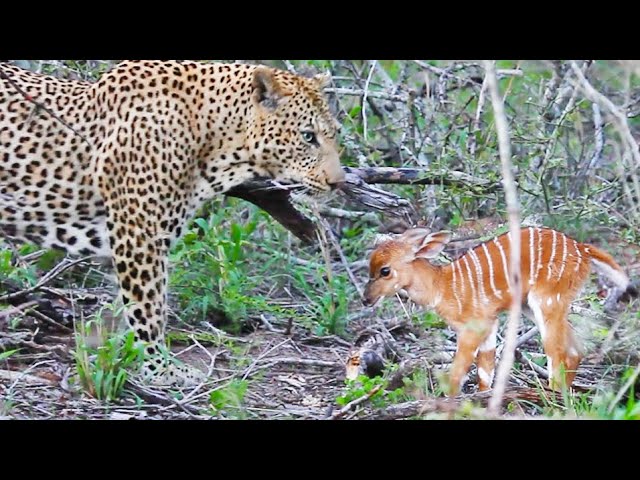 Watch: Baby goose pulls a fast one to escape from leopard
