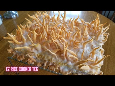 HOW TO GROW CORDYCEPS MUSHROOMS, Tips and Tricks from Start to Finish, Cordyceps militaris
