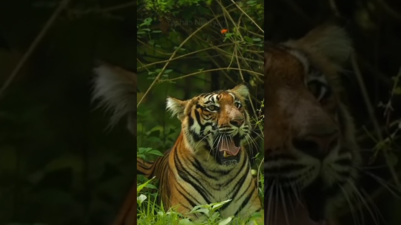 Stunning capture of a yawning tiger.. 🥰🐾🧡🖤🐯