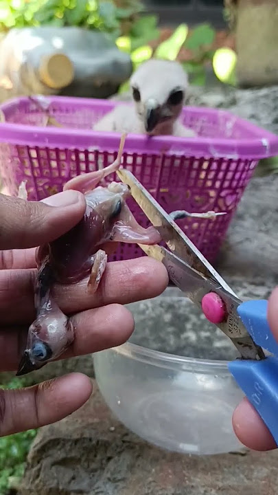 olah burung untuk pakan anakan burung alap alap bg #shorts #burung #alapalap