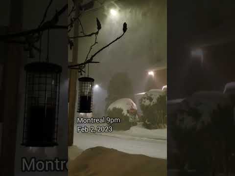 Video: Februari i Montreal: Väder- och evenemangsguide