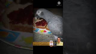 How To Make A Healthy Sandwich For Your Parrotكيف تصنع ساندويش صحي للببغاء