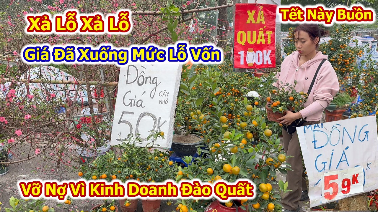 Choáng Cảnh Xả Lỗ Đào Quất Lớn Chưa Từng Thấy trên phố Hà Nôi Tết 2026