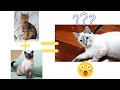 Top 10 Lynx Point Siamese Cat Facts!!!