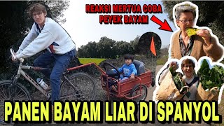 PANEN BAYAM! REAKSI MERTUA COBA PEYEK BAYAM