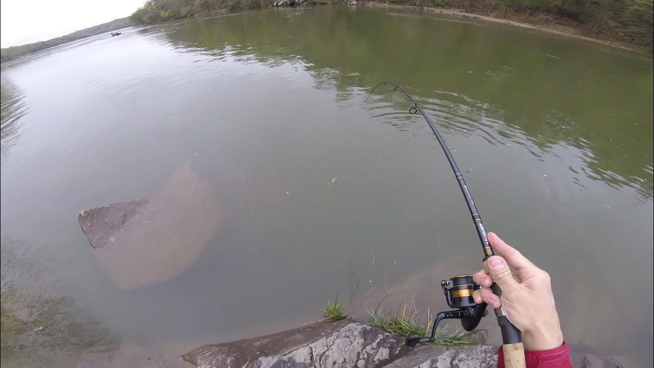 Catching shad at Fletcher's Cove on April 9 2021 YouTube