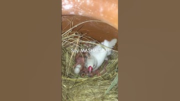 Java Sparrow 🕊️ ❤️🐦|| With Chicks 🐣 🐥|| #lovebirds  #youtubeshorts #java #viralshorts #birds